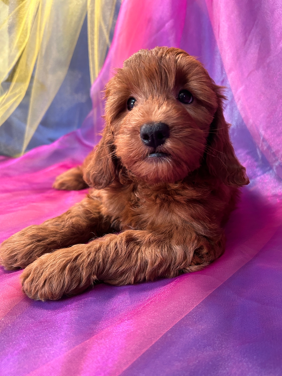 F1b Miniature Bernedoodle Puppy for Sale
